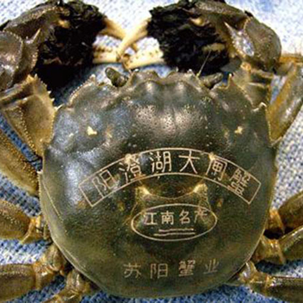 螃蟹打標(biāo)展示圖 螃蟹打標(biāo)展示圖